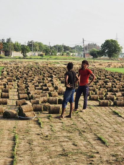 Delhi Gardner - Wholesale Plant & Turf Supply Natural Grass Turf: From Our Farm to Your Project photo 134