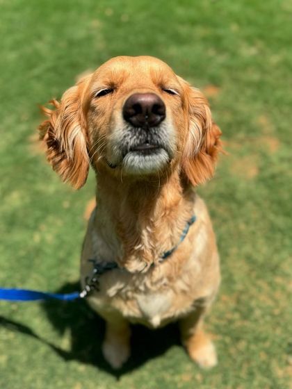 A moment of zen. This pup reminds us to put our problems on pause and just breathe.