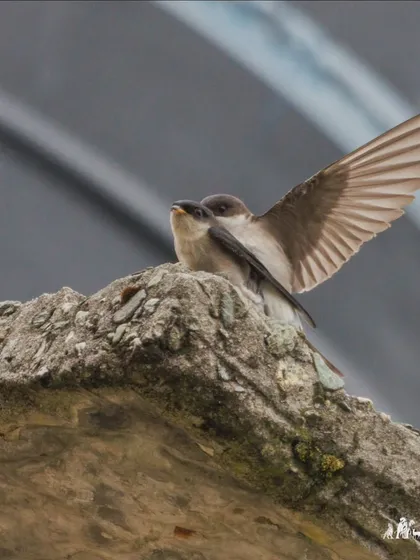 Another angle of the Asian House-Martins, which build their mud nests on cliffs and under bridges.