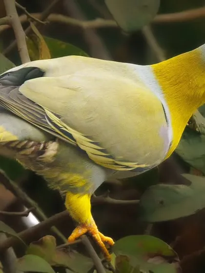 The Yellow-footed Green-Pigeon, the state bird of Maharashtra. It is known by many local names, including 'Haroli' in Marathi.