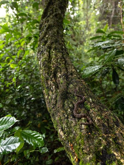 A brown morph Malabar pit viper perfectly camouflaged on the trunk of a mossy tree in the rainforest.