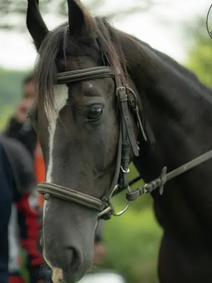 A close-up of one of our beautiful horses, showcasing its gentle eye and calm demeanor.