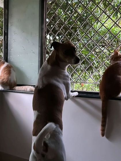 A beautiful moment captured after I dropped these kids at their new home. A dog and his cat siblings, all looking out at their new world together.