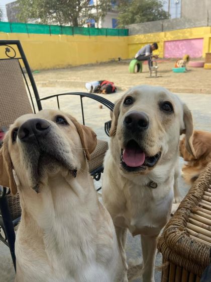 Such expressive faces! These two Labradors are full of personality.