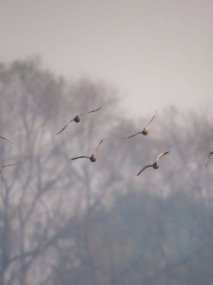 A flock of Bar-headed geese flying against a backdrop of trees in the fog. This image captures the feeling of migration and movement during the pre-winter season.