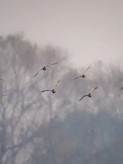 A flock of Bar-headed geese flying against a backdrop of trees in the fog. This image captures the feeling of migration and movement during the pre-winter season.