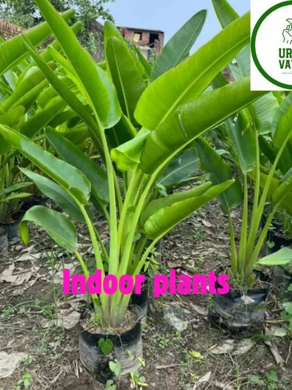 Beautiful Traveller's Palm plants in the nursery.