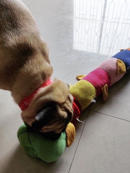 We Care Pet Creche - Home Dog Boarding Playtime & Fun photo 14