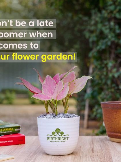 Don't be a late bloomer when it comes to creating your dream flower garden. I have a stunning collection of flowering plants, like this pink Aglaonema, ready to add instant color and life to your home.