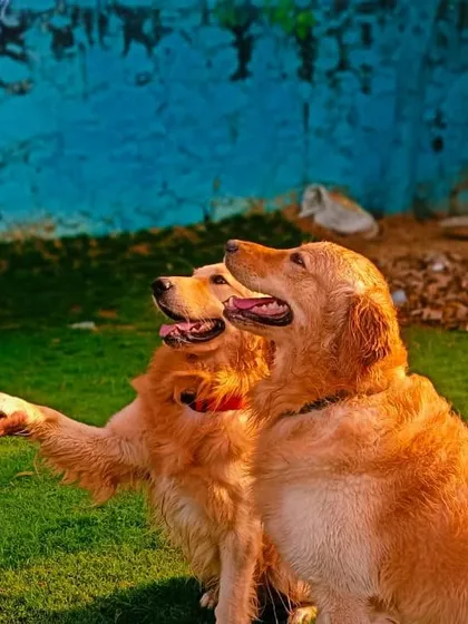 A moment of connection and trust. We build strong bonds with all the dogs in our care.