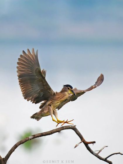 A Black-crowned Night Heron landing on a branch, its wings spread wide. These birds are masters of hunting in low light.