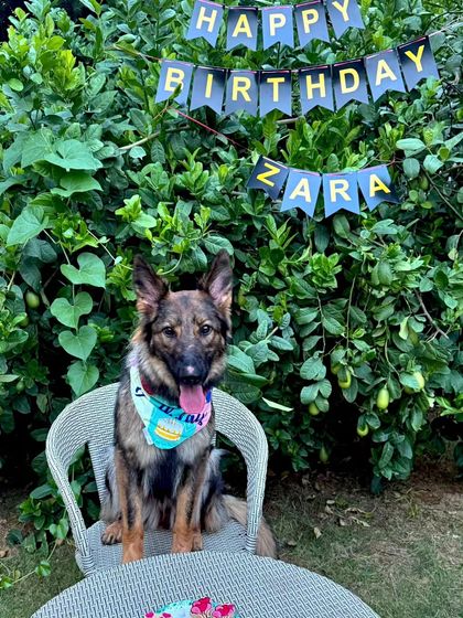 Happy 2nd Birthday to Zara! A little party to make her feel right at home during her board and train stay. It's not just about training; it's about making sure every dog is happy and loved.