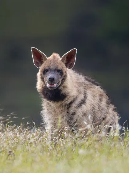 A Striped Hyena sits in the tall grass, its curious expression and large ears on full display. These scavengers are intelligent and socially complex animals.