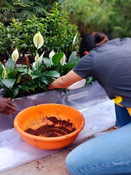 A close-up of the potting process. We use a high-quality potting mix and take care to ensure proper drainage, giving our plants the best possible start in their new environment.