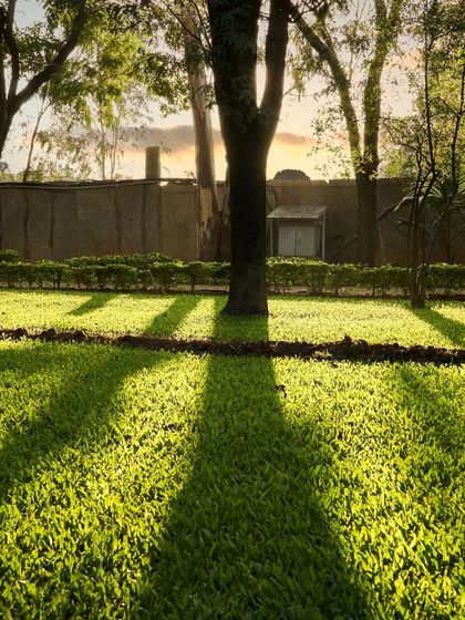 The golden hour at our Ayurveda sanctuary. Long shadows stretch across the vibrant green lawn as the sun sets, creating a moment of perfect harmony and tranquility.