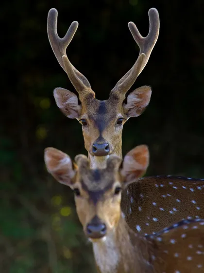A pair of Spotted Deer, a stag with antlers in velvet and a doe in the foreground. The composition creates a beautiful, layered portrait.