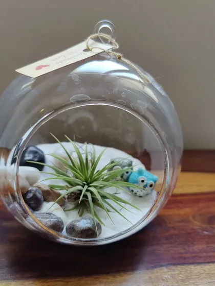 This is one of my favorite creations, the air plant terrarium. These unique plants don't need soil to grow, getting their moisture from the air. They are incredibly low maintenance, making them a perfect green addition to your office desk or a thoughtful gift.