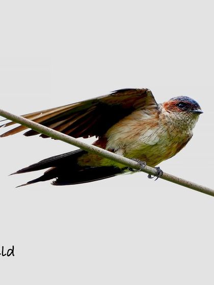 A Red-Rumped Swallow stretches its wings while perched on a wire. This shot captures the beautiful motion and the intricate pattern of its feathers just before it takes off.
