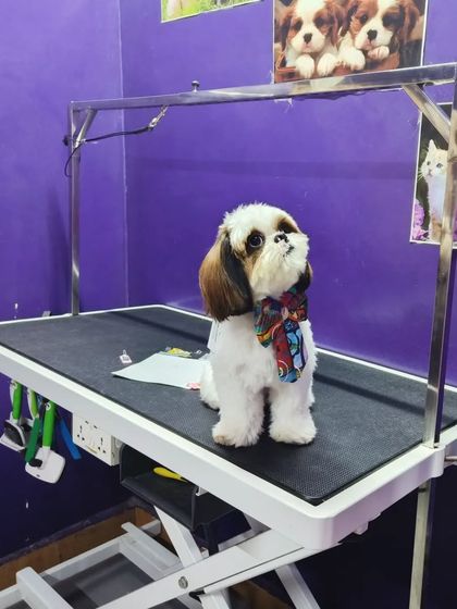 Bengaluru Pet Company - Pet Grooming Our Happy Clients photo 80