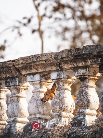 Pragalbh - Fine Art Pet Photography The Heart of the Street: Indie Dogs & Rescues photo 7