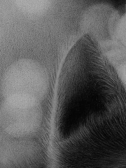 A close-up detail of the cat drawing, focusing on the fine hairs of the ear against the soft, blurry background.