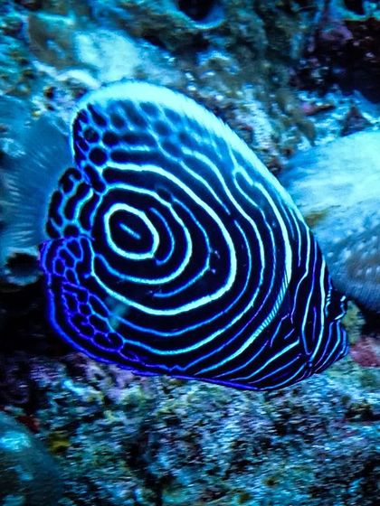 The juvenile emperor angelfish boasts a stunning, hypnotic pattern of electric blue and white circles. This is one of the few fish that completely changes its colors and patterns as it grows into an adult.