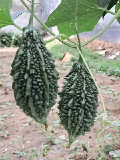 Bhardwaj - Urban Gardening Consultation Grow Your Own Organic Vegetables photo 26