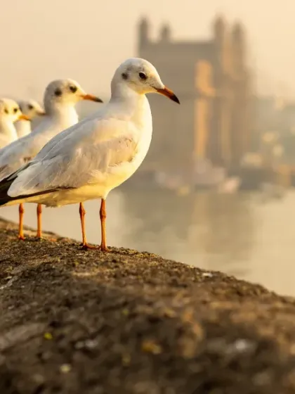 A line of migratory Black-headed Gulls rests at the Gateway of India during a golden winter morning. This shot is special to me as it blends Mumbai's iconic cityscape with the transient beauty of wildlife.
