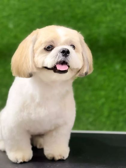 Pets Forever - Full Service Dog Grooming Shih Tzu Styling: My Specialty photo 8