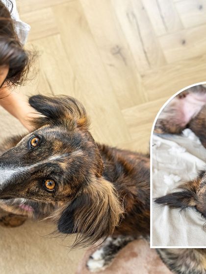A collage showing the sweet and gentle side of Olive the adopted Indie. The main photo captures a loving gaze between her and her mom.