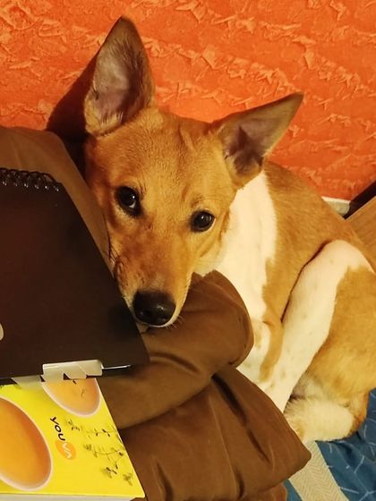 A cute Indie pup, looking shyly at the camera.