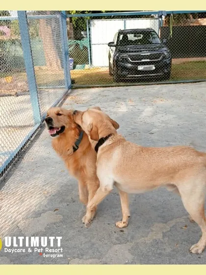 I chews you. A sweet moment of affection between a Golden Retriever and a Labrador by the fence.