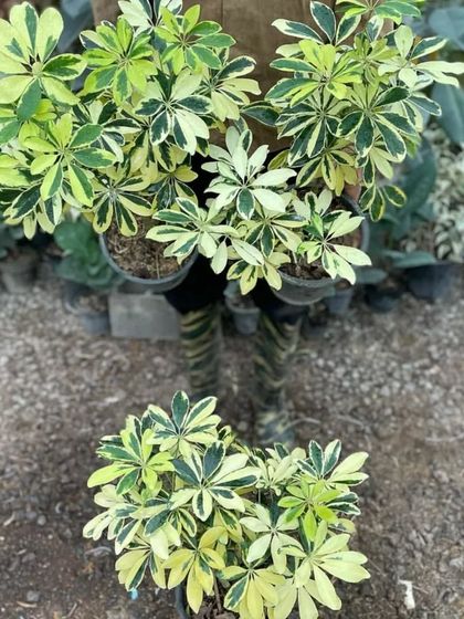 A variegated Schefflera plant. The beautiful green and cream patterns on the leaves make it a very attractive large plant.