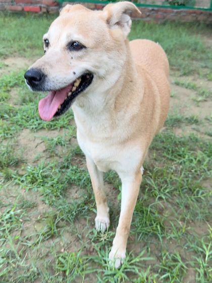 A happy, smiling indie dog, looking directly at the camera. This dog's relaxed posture and happy expression speak volumes about the environment.