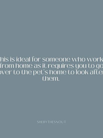 Aditi - In-Home Pet Sitting Join the Team photo 4