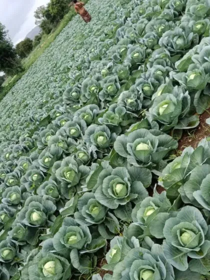An angled view of a vast cabbage field, showcasing the scale of commercial vegetable production we can help you achieve.