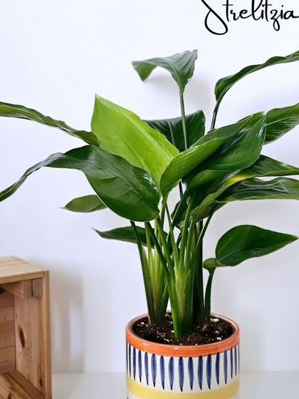 The Strelitzia, or Bird of Paradise, is a stunning plant with large, banana-like leaves. Here it's potted in a colorful, striped ceramic planter that complements its tropical vibe.