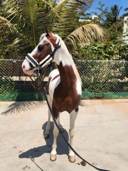 Introducing our new Kathiyawadi stallion. This magnificent paint horse stands at 59 inches and has a striking 'Lal Ablak' coat, a proud addition to our collection.