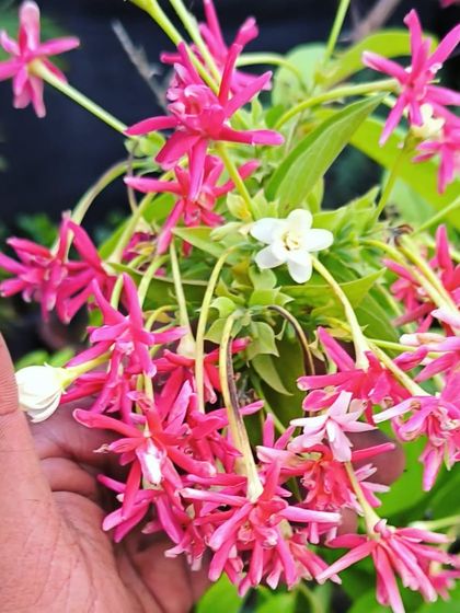 Flowering Beauties photo 16