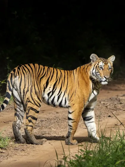A young, bold tigress in Nagarahole, captured in a fleeting moment as she marked her new territory. This head-on shot is the result of quick thinking and applying learned techniques in the field.