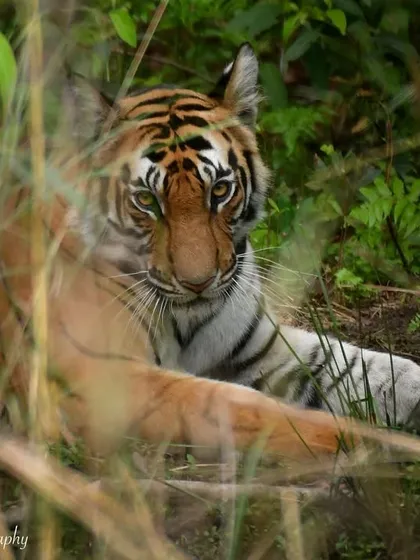 A sub-adult male tiger from Bandhavgarh, peering through the tall grass. He sees you long before you see him. This photo captures the intense, watchful nature of a young predator honing its skills.