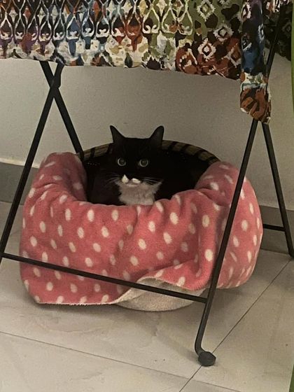 Kaali found another cozy spot. I have lots of soft, easily accessible beds on the floor for my senior guests.