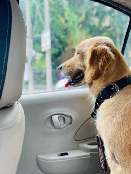 PL Paws - Animal Rescue & Rehabilitation Happy Tails: Our Adoption Stories photo 53