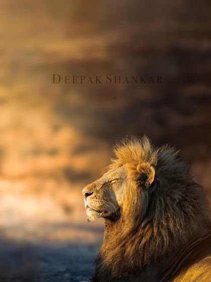 This version emphasizes the lion's serene expression as he soaks in the dawn's first light. It’s a peaceful and soulful portrait of a magnificent creature.