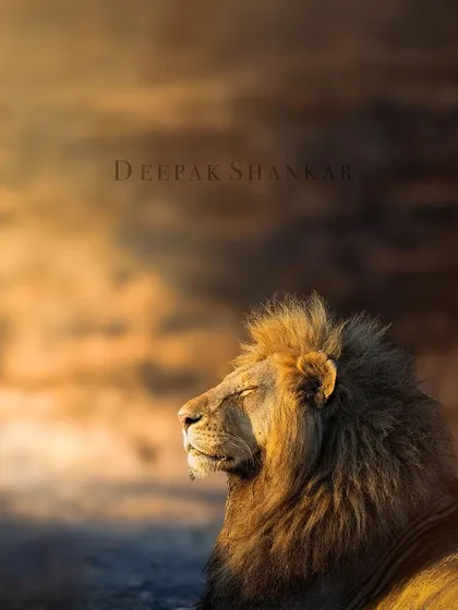 These images further explore the lives of Africa's big cats, from quiet portraits and family interactions to the drama of the hunt. Each one is a piece of the larger narrative we build on safari.
