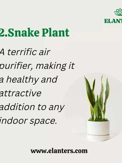 Air Purifier 2: The Snake Plant. A terrific air purifier that works day and night, making it a healthy and attractive addition to any room, especially the bedroom.
