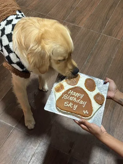 Our Pawsome Cake is a bestseller for a reason! This Golden Retriever, Sky, is getting a good sniff of his birthday treat, made with homemade peanut butter and yogurt frosting. It's the perfect centerpiece for any dog's celebration.