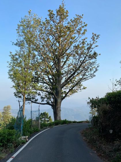 The road ahead in the Nilgiris, with a massive tree framing the view of the distant mountains. This is the kind of epic scenery that awaits you on our 'Misty Mountain Hop' tour.