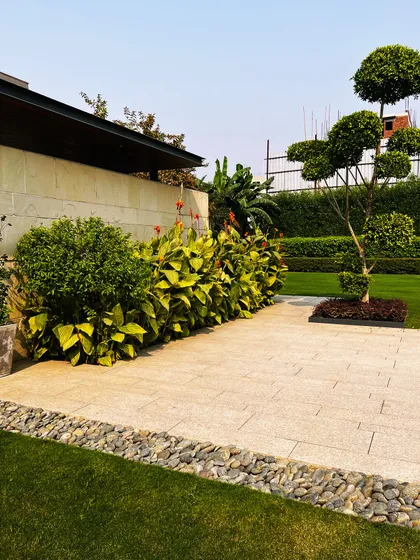 A sculpted topiary tree stands as a piece of living art, contrasting with the more natural forms of the Canna lilies next to it.