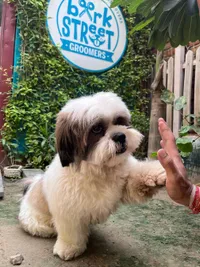 Dog Grooming